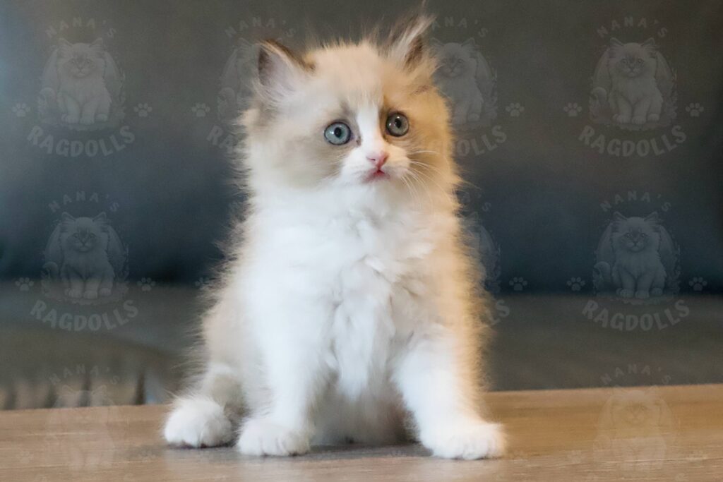 A Seal bicolor Ragdoll Kitten sits looking fluffy and cute